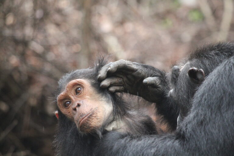 Chimpanzés de Gombe - kigoma Tanzania